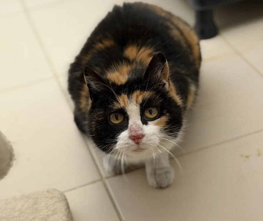 Saba, female senior mixed breed for adoption at SPA Compiègne, Compiègne