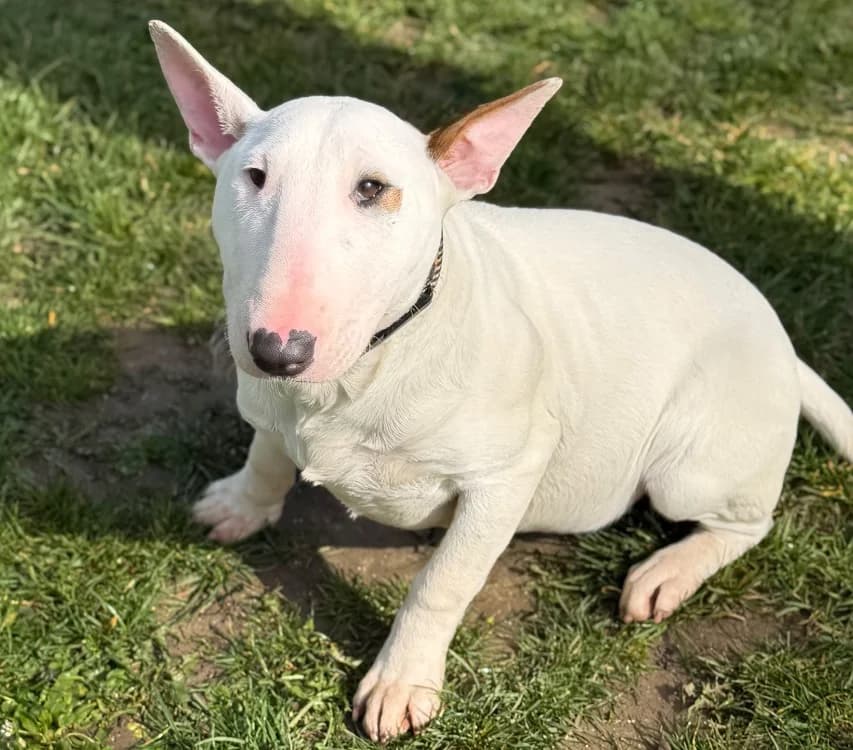 A’Nanna CAA15093, female Bull Terrier for adoption at SPA Compiègne, Compiègne