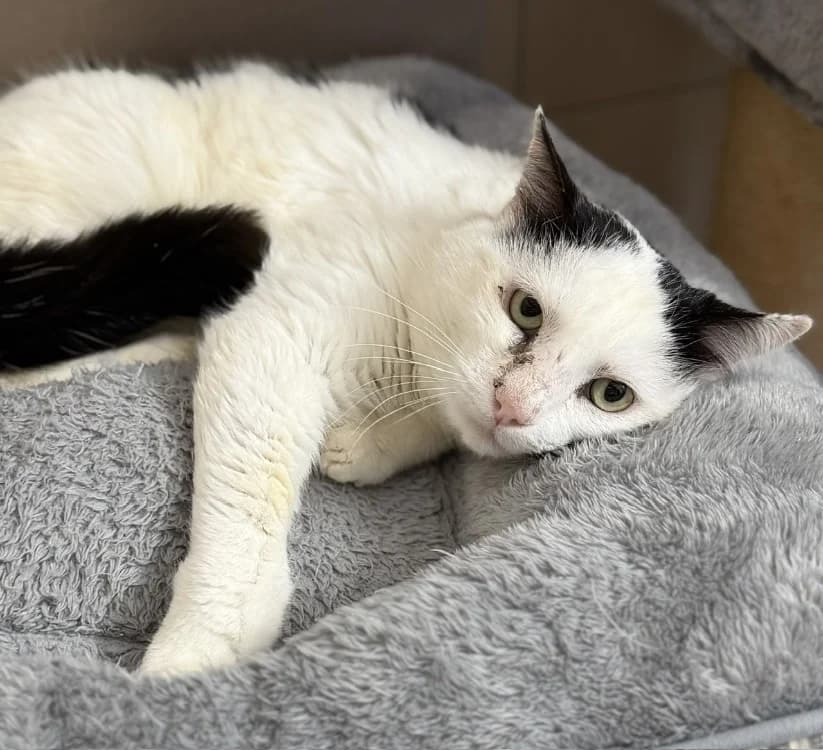 Zephyr, male 6yo mixed breed for adoption at SPA Compiègne, Compiègne