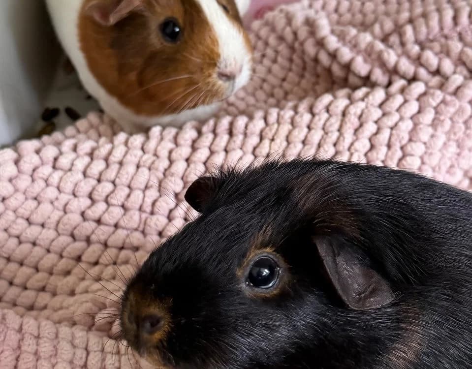 Pétra NAC966, female mixed breed for adoption at SPA Compiègne, Compiègne