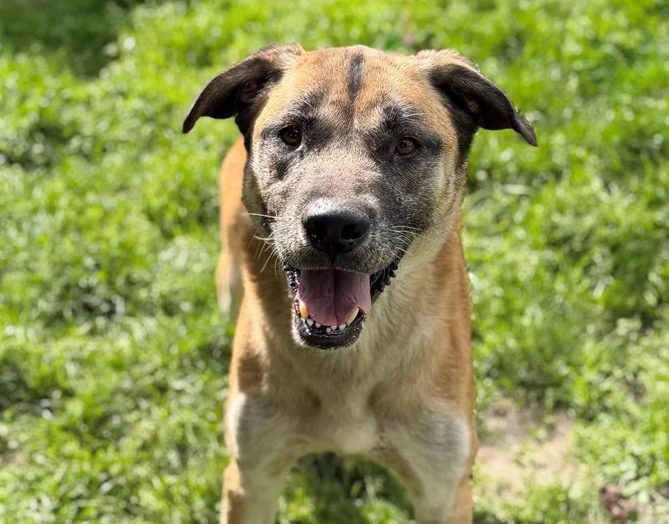 Pinocchio, male 7yo Belgian Malinois for adoption at SPA Compiègne, Compiègne