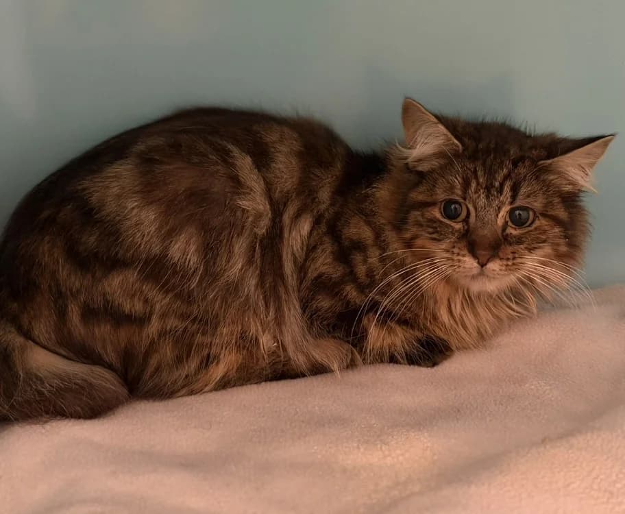 Alma CAB5465, female 5yo mixed breed for adoption at SPA Compiègne, Compiègne