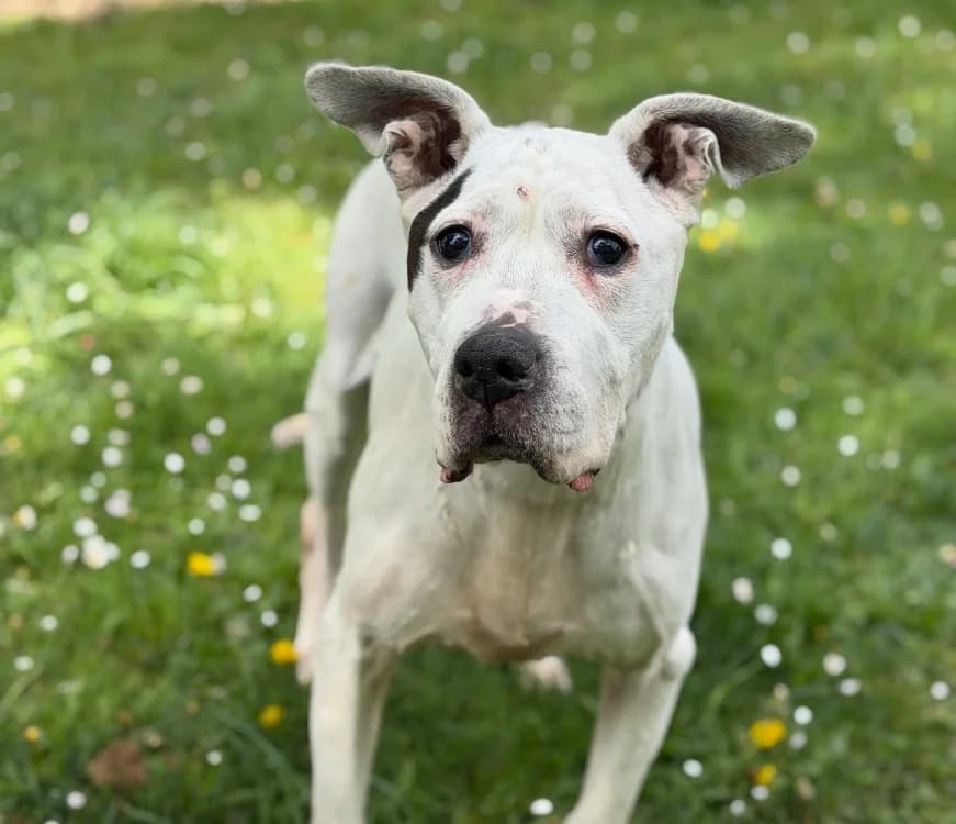 Indira CAA15177, female senior mixed breed for adoption at SPA Compiègne, Compiègne