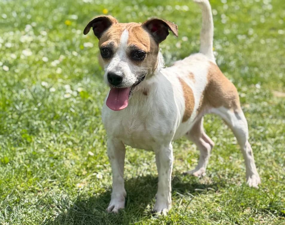 Bebel  CAA15178, female senior Jack Russell Terrier for adoption at SPA Compiègne, Compiègne
