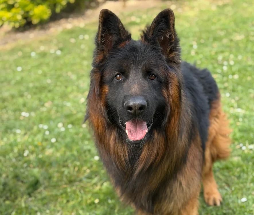 Uston CAA15184, male young German Shepherd for adoption at SPA Compiègne, Compiègne
