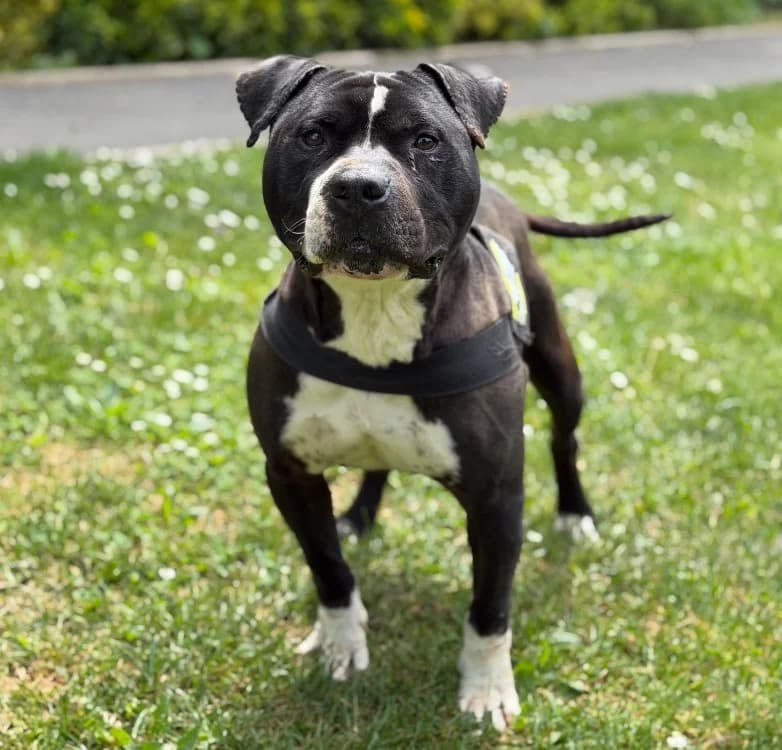 Brabus CAA15209, male 5yo Mixed Breed for adoption at SPA Compiègne, Compiègne
