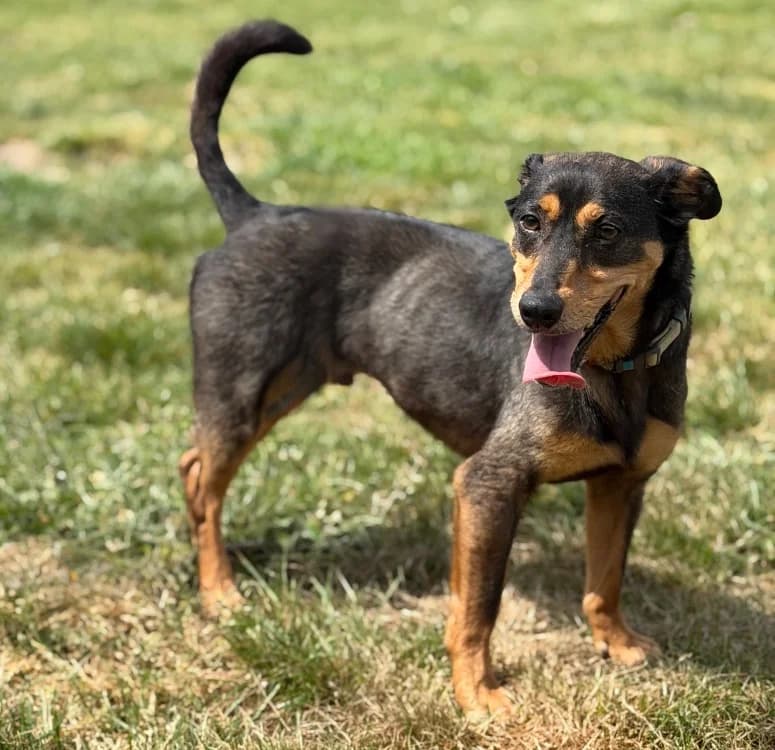 Shungite CAA15205, male 5yo Mixed Breed for adoption at SPA Compiègne, Compiègne