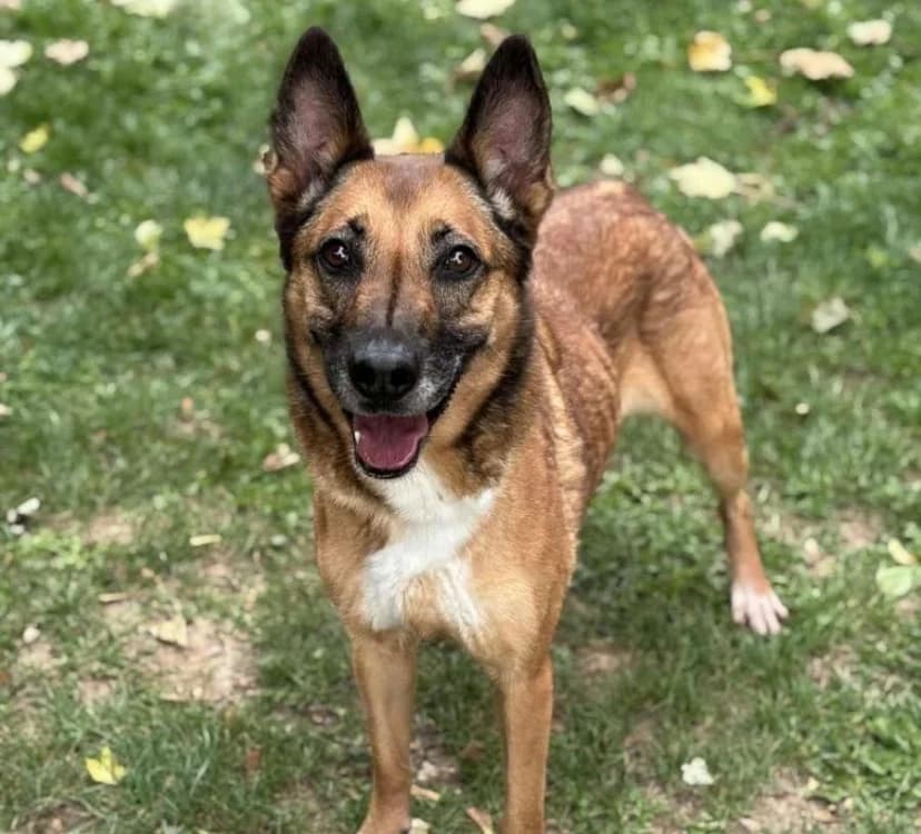 Prada, female 7yo mixed breed for adoption at SPA Compiègne, Compiègne