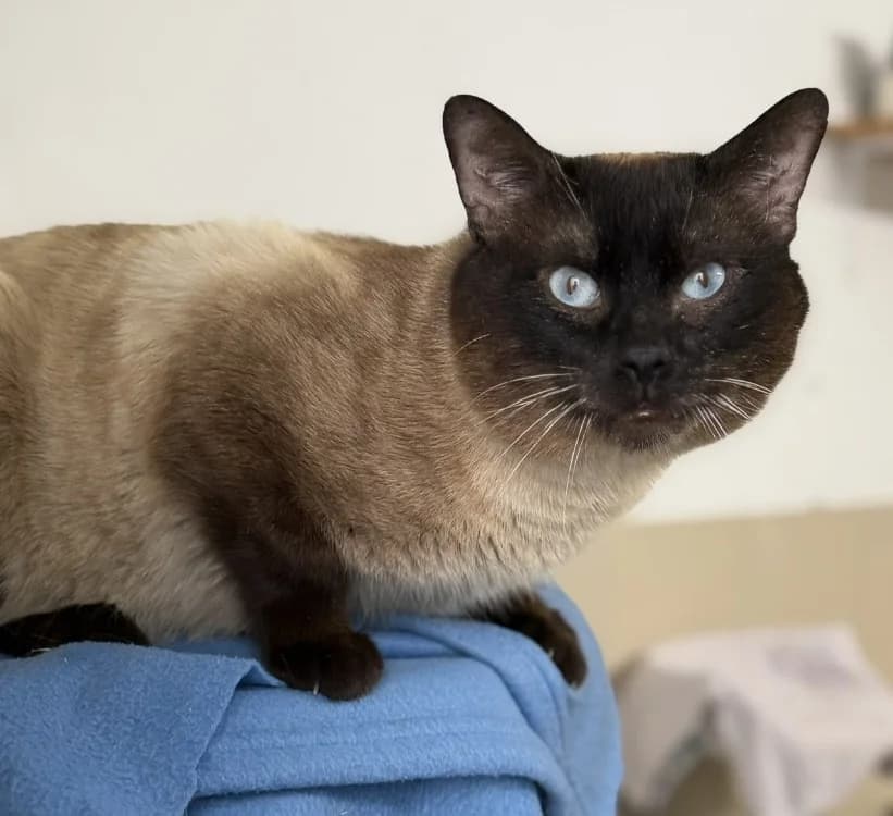 Tiboute CAB5445, male 7yo Mixed Breed for adoption at SPA Compiègne, Compiègne