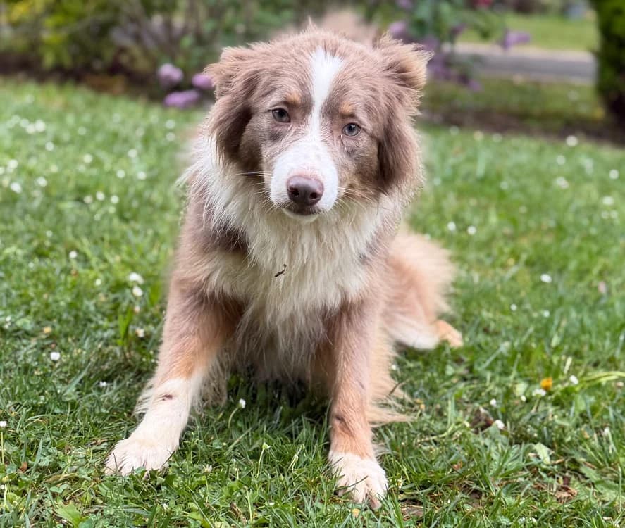 Mya CAA15218, female young Border Collie for adoption at SPA Compiègne, Compiègne