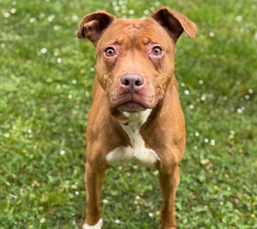 Locksie, female senior Mixed Breed for adoption at SPA Compiègne, Compiègne