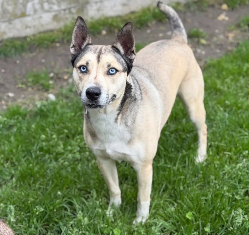 Poopy, female 6yo Husky for adoption at SPA Compiègne, Compiègne