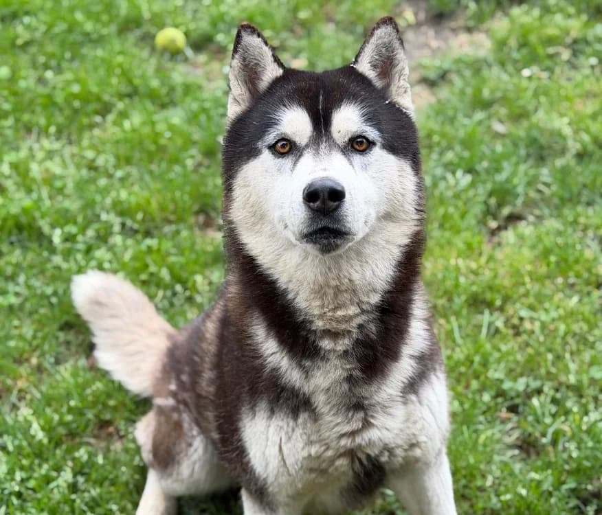 Rover CAA15240, male 5yo Husky for adoption at SPA Compiègne, Compiègne