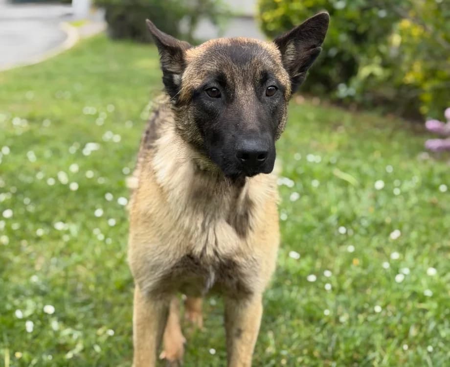 Galéo, male young Belgian Malinois for adoption at SPA Compiègne, Compiègne