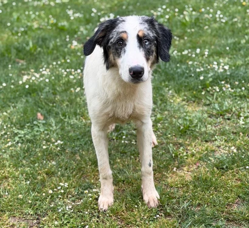 Zuko CAA15248, male Border Collie for adoption at SPA Compiègne, Compiègne