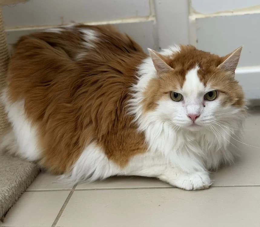 Léon, male 4yo Mixed Breed for adoption at SPA Compiègne, Compiègne