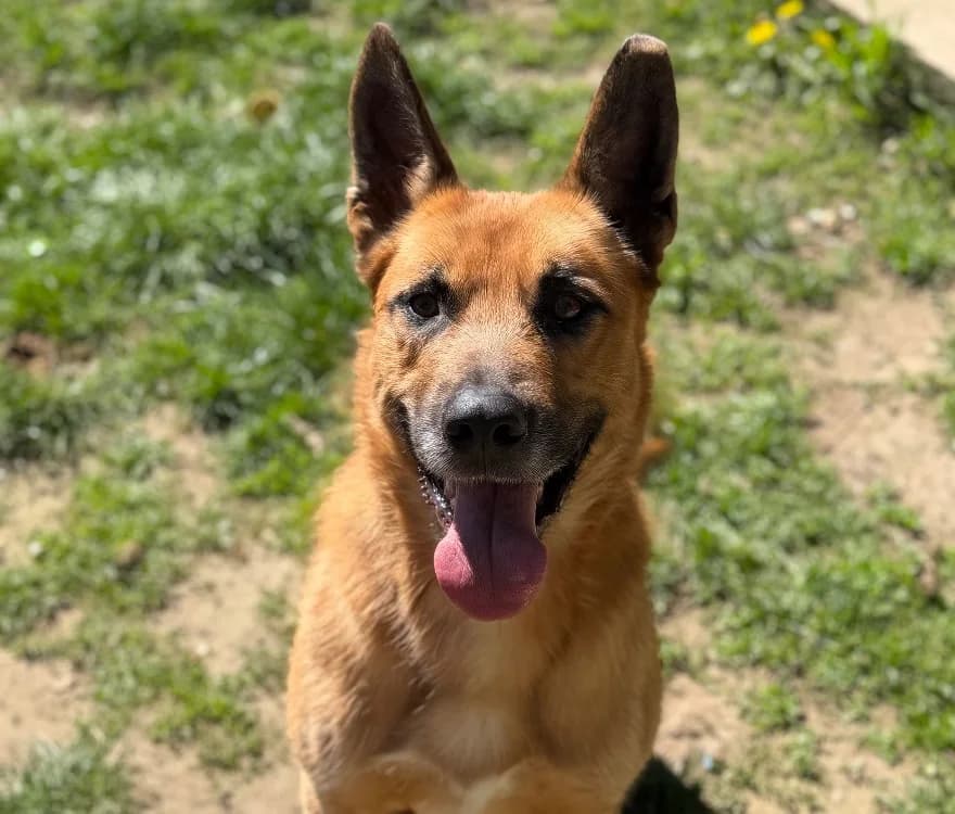 Malfrat, male 3yo Mixed Breed for adoption at SPA Compiègne, Compiègne