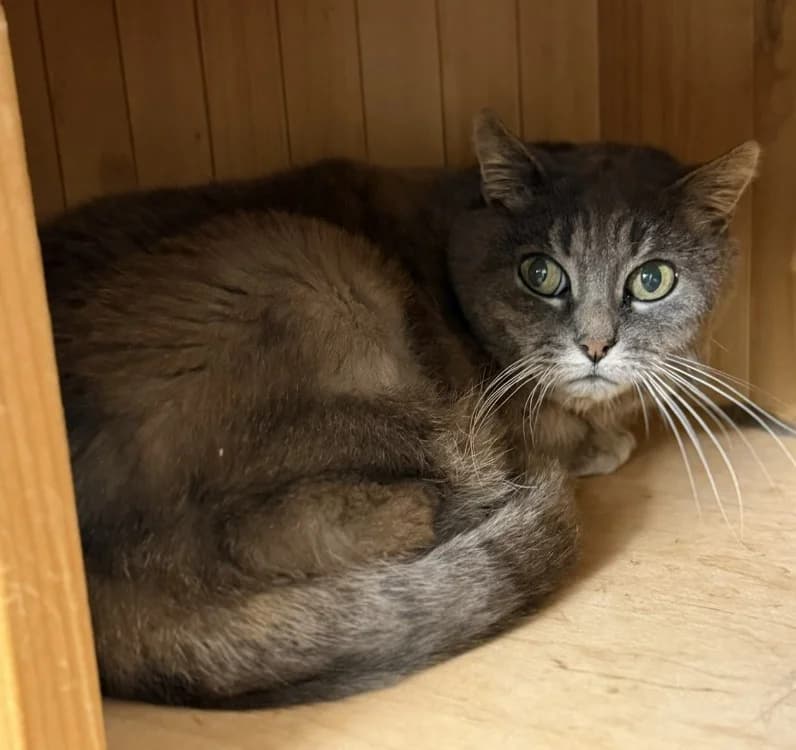 Maléfique, female senior Mixed Breed for adoption at SPA Compiègne, Compiègne