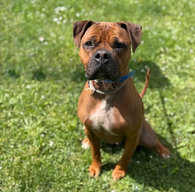 Kai, male 3yo Mixed Breed for adoption at SPA Compiègne, Compiègne