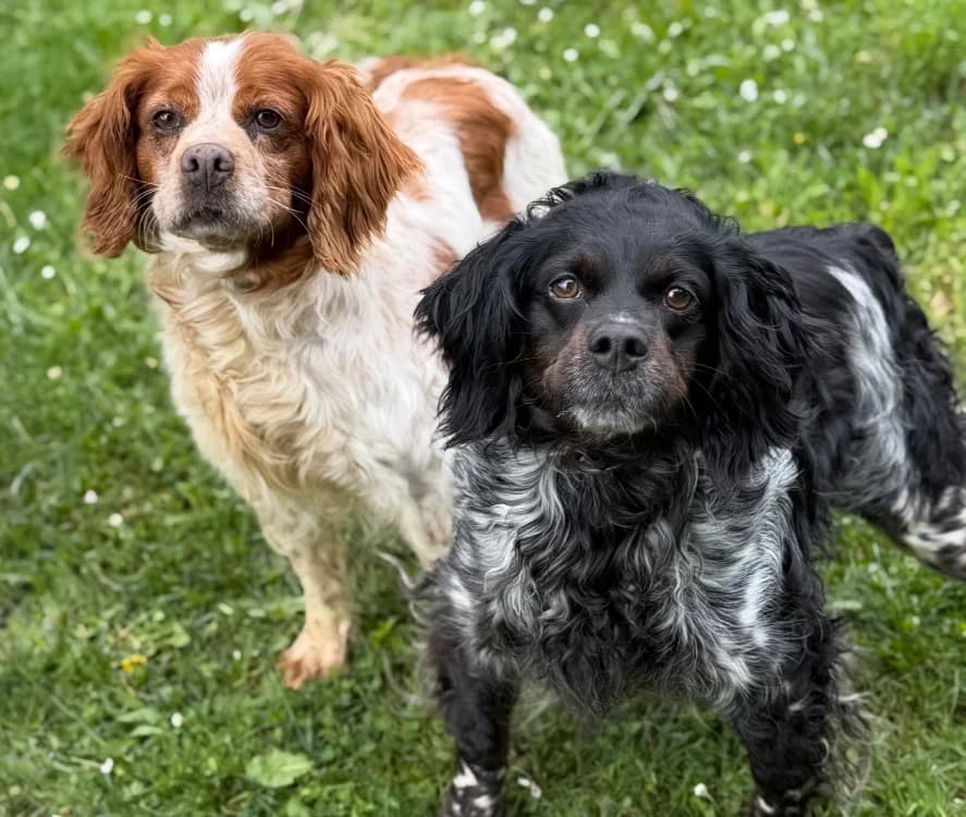 Nostra, female senior Brittany Spaniel for adoption at SPA Compiègne, Compiègne