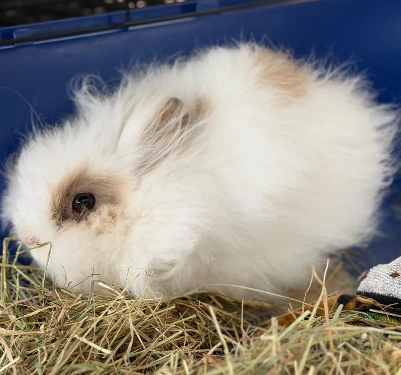 Vaiana, female young Mixed Breed for adoption at SPA Compiègne, Compiègne