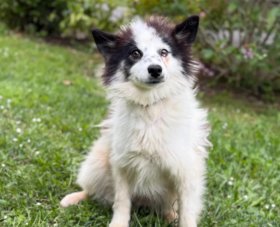 Lisa CAA15275, female young Husky for adoption at SPA Compiègne, Compiègne