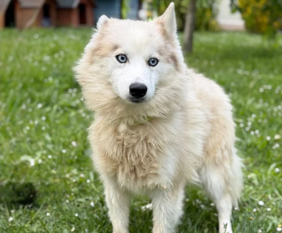 Frida CAA15272, female Husky for adoption at SPA Compiègne, Compiègne