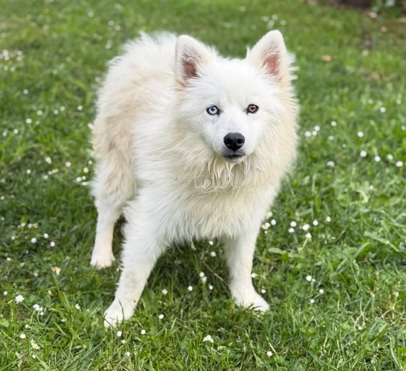 Miro CAA15271, male Husky for adoption at SPA Compiègne, Compiègne