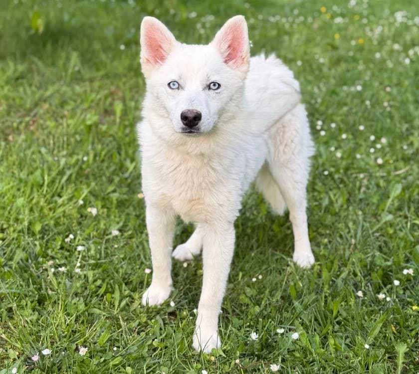 Degas CAA15270, male Husky for adoption at SPA Compiègne, Compiègne