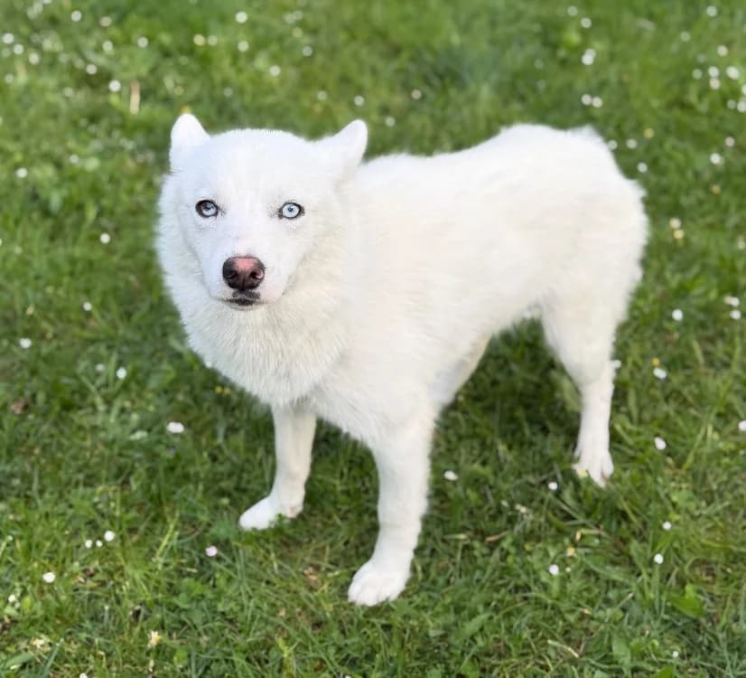 Dali CAA15269, male young Husky for adoption at SPA Compiègne, Compiègne