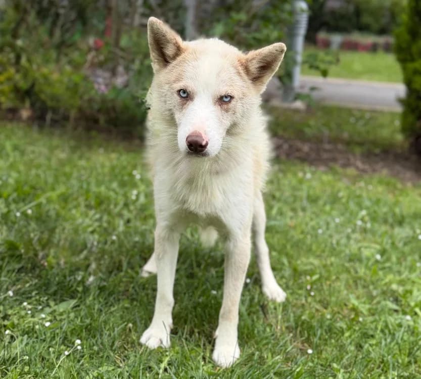 Monet CAA15268, male young Husky for adoption at SPA Compiègne, Compiègne