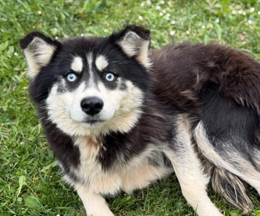 Sachka, female young Husky for adoption at SPA Compiègne, Compiègne