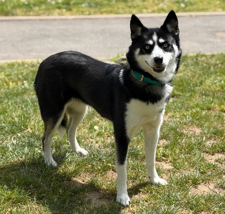 Sally, female 4yo Mixed Breed for adoption at SPA Compiègne, Compiègne