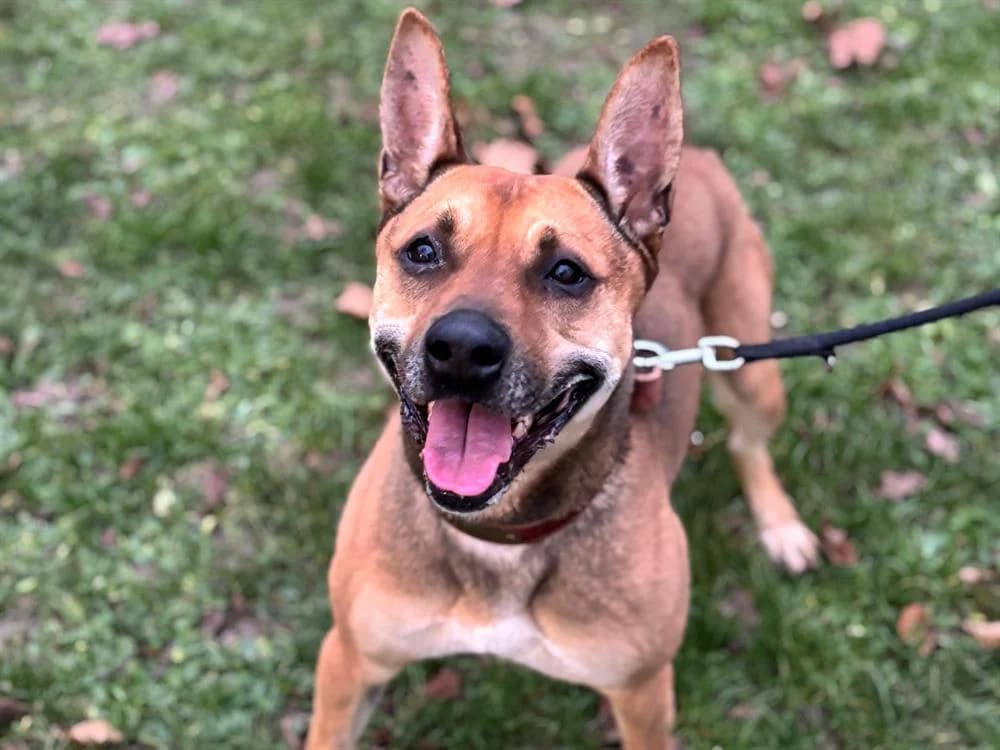 Arrow, male 7yo Mixed Breed for adoption at SPA Compiègne, Compiègne