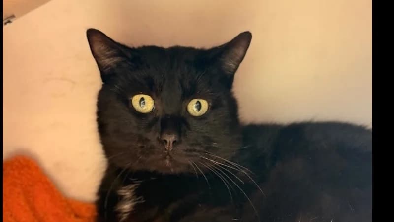 Clem, male 4yo Mixed Breed for adoption at SPA Compiègne, Compiègne
