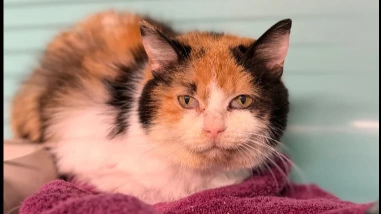 Sabi, female senior Mixed Breed for adoption at SPA Compiègne, Compiègne
