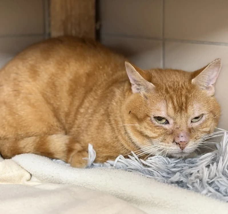 Valko, male 3yo Mixed Breed for adoption at SPA Compiègne, Compiègne