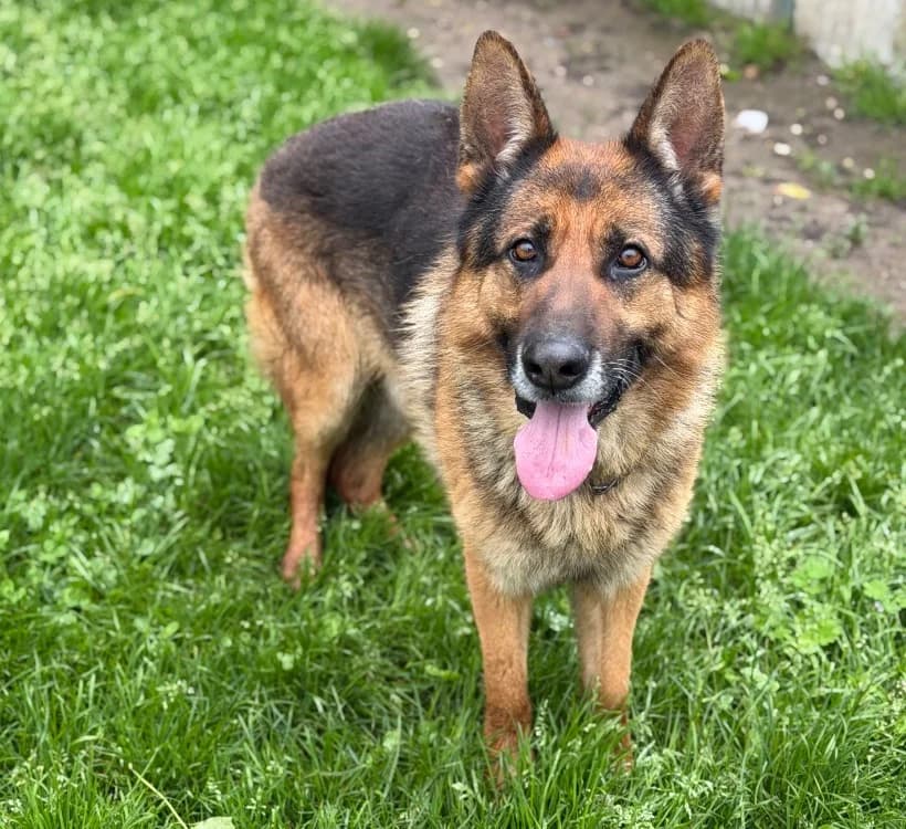 Kayser, male 7yo German Shepherd for adoption at SPA Compiègne, Compiègne