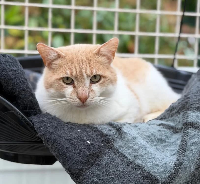 Tom, male 6yo Mixed Breed for adoption at SPA Compiègne, Compiègne