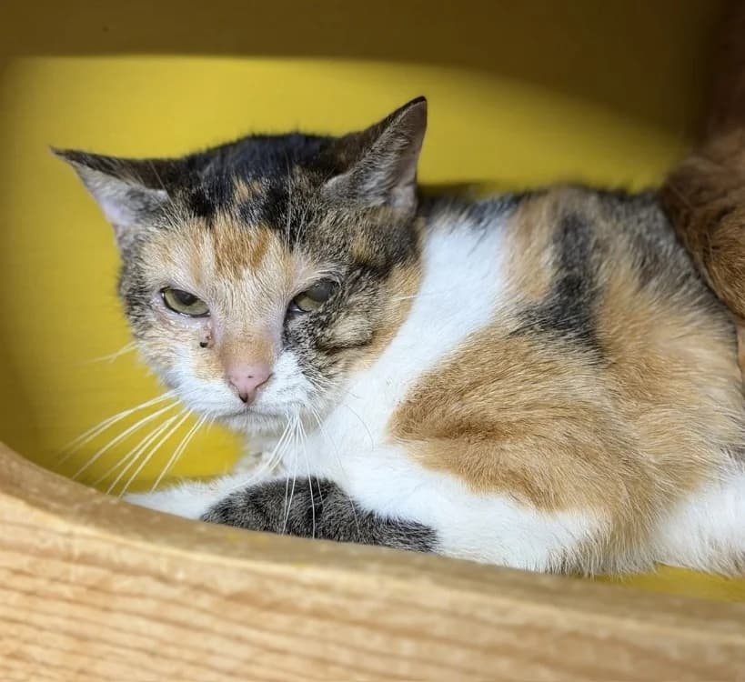 Isil, female Mixed Breed for adoption at SPA Compiègne, Compiègne