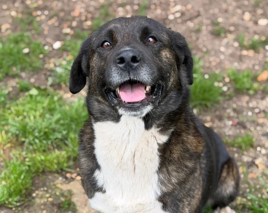 Loulou, male 5yo Akita for adoption at SPA Compiègne, Compiègne