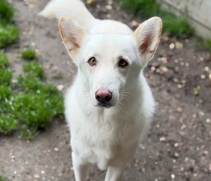 Pongo, male 5yo Mixed Breed for adoption at SPA Compiègne, Compiègne