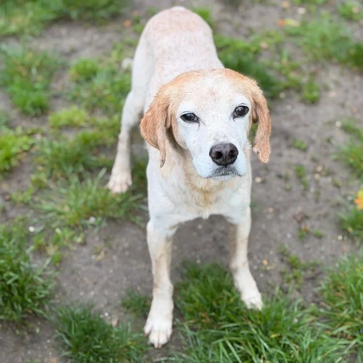 ottis, male senior Mixed Breed for adoption at SPA Compiègne, Compiègne