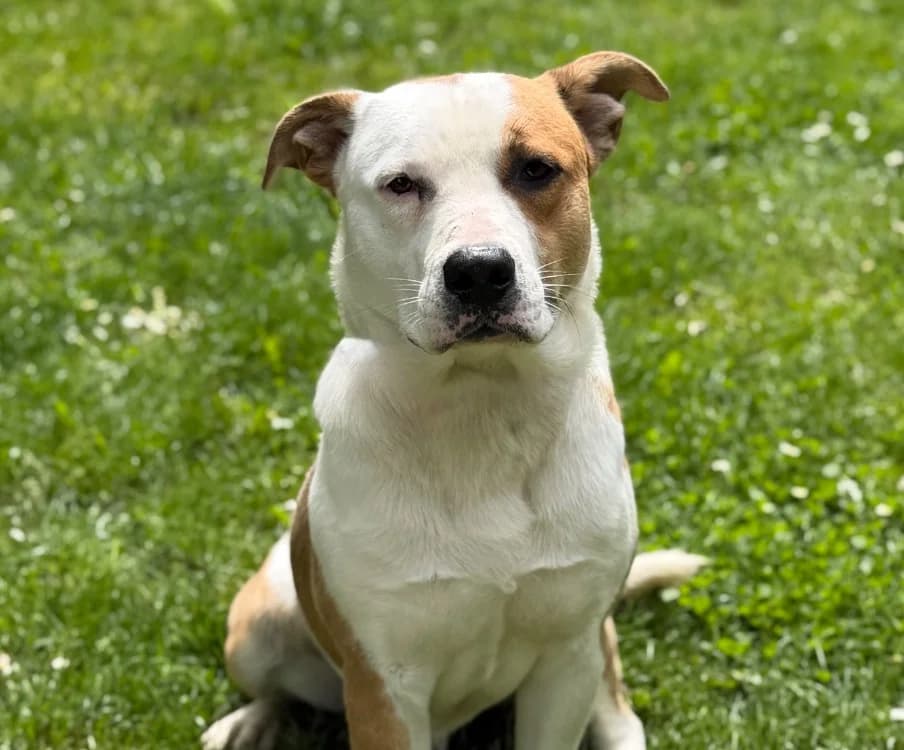 Bubbles, male young Mixed Breed for adoption at SPA Compiègne, Compiègne