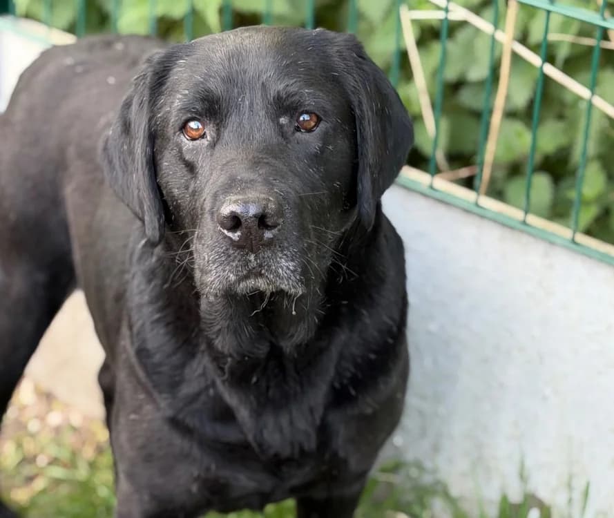 Sept, male 4yo Labrador Retriever for adoption at SPA Compiègne, Compiègne