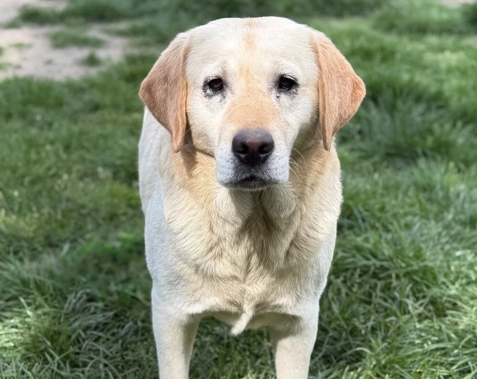 Sulki, male 4yo Labrador Retriever for adoption at SPA Compiègne, Compiègne