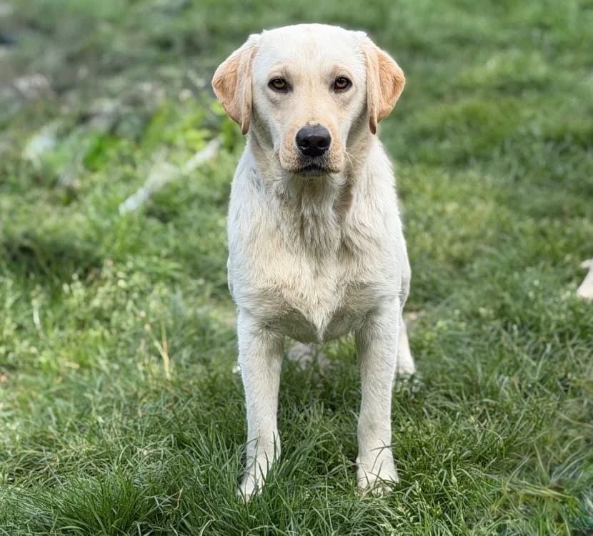 Azur, male young Labrador Retriever for adoption at SPA Compiègne, Compiègne