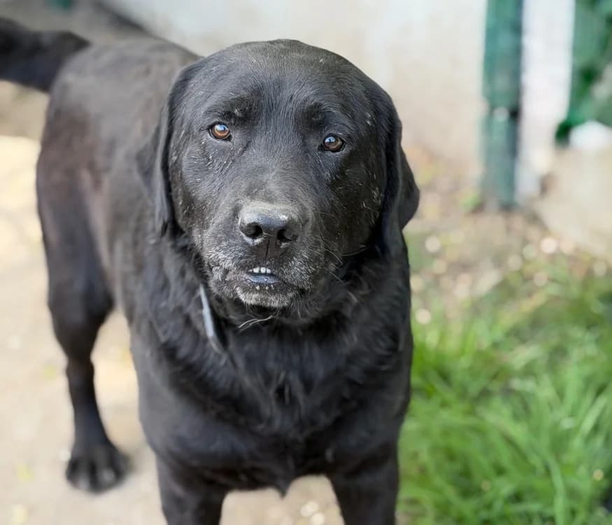 Super, male 4yo Labrador Retriever for adoption at SPA Compiègne, Compiègne
