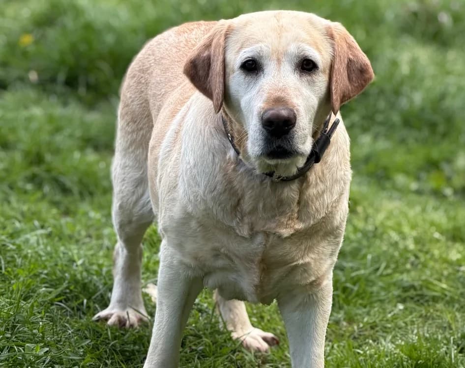 Rigolotte, female 6yo Labrador Retriever for adoption at SPA Compiègne, Compiègne