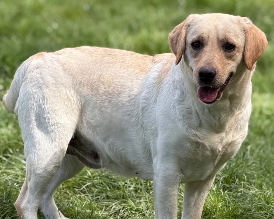 Venise, female young Labrador Retriever for adoption at SPA Compiègne, Compiègne